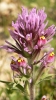 PICTURES/McDowell Preserve Scenic Trail/t_Owl Clover1.JPG